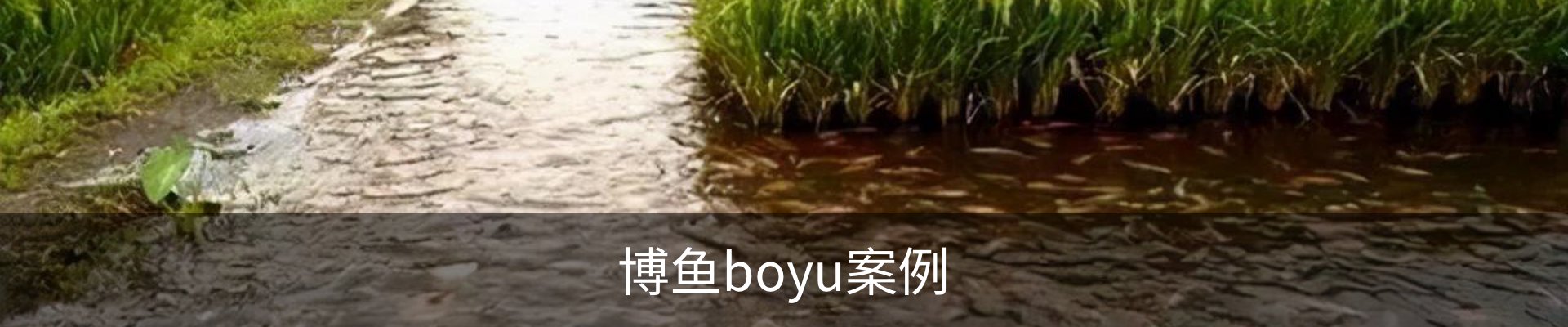 博鱼boyu案例